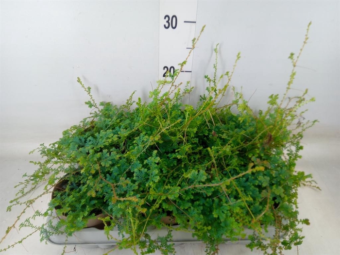 <h4>Selaginella uncinata 'Peacock'</h4>