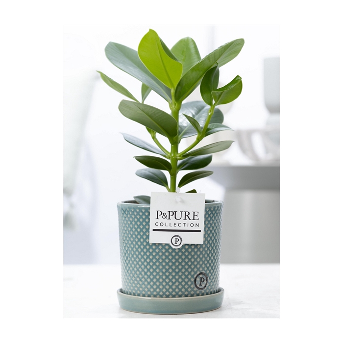 <h4>Clusia Rosea Princess in P&PURE Lauren ceramics green</h4>