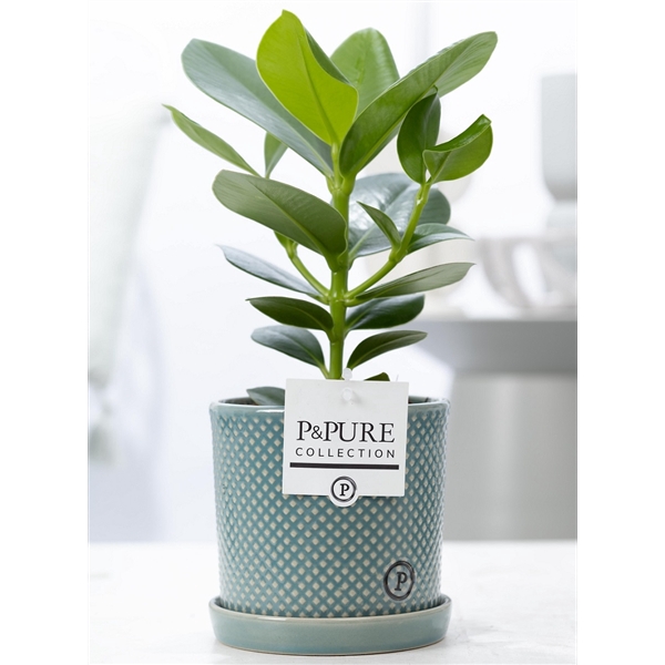 Clusia Rosea Princess in P&PURE Lauren ceramics green