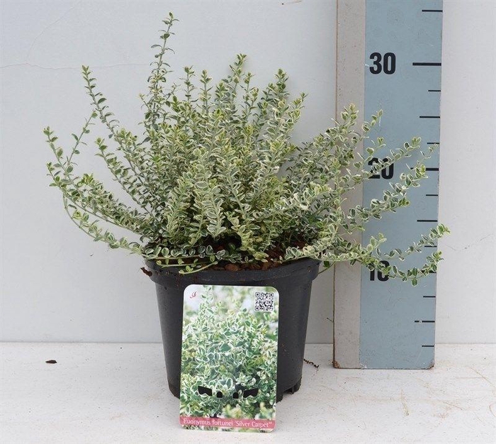 <h4>Euonymus fortunei Silver Carpet</h4>