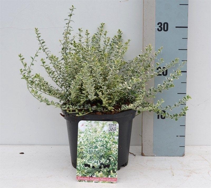 <h4>Euonymus fortunei Silver Carpet</h4>