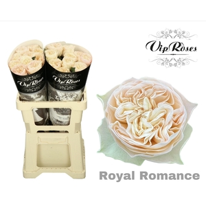 R Gr Royal Romance