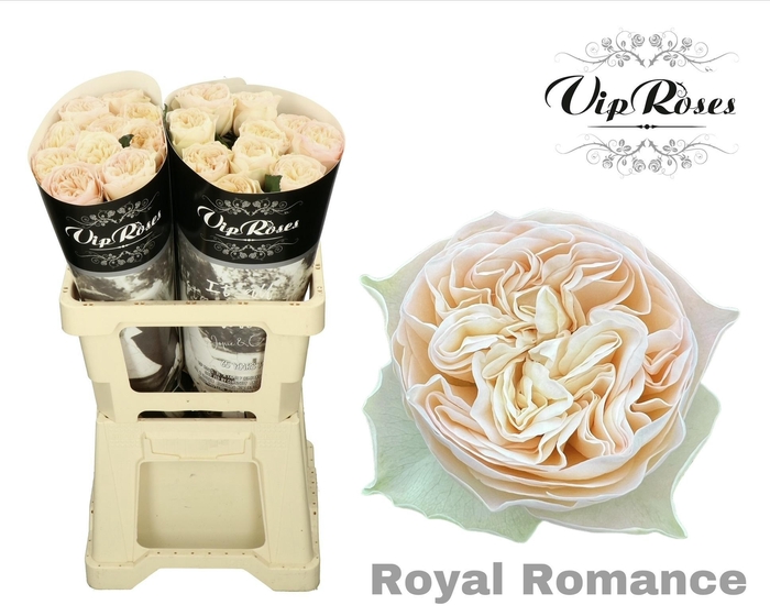 <h4>R Gr Royal Romance</h4>