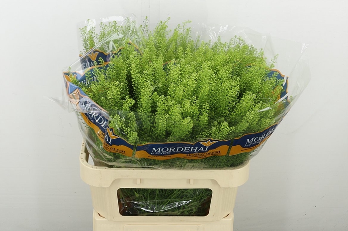 <h4>Lep Ru Green Bell</h4>