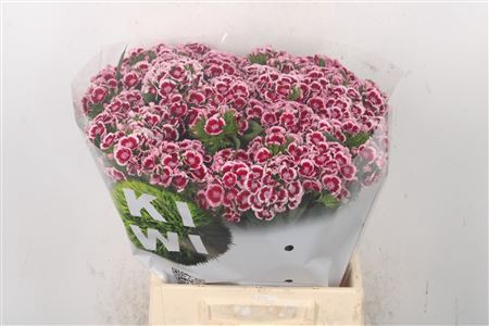 <h4>Di Barb Kiwi Polka Maroon</h4>