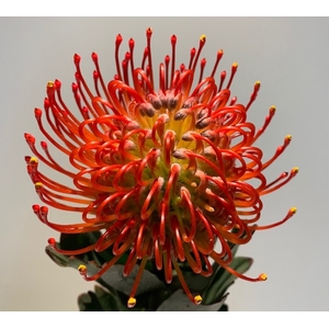 Leucospermum Ayoba Red