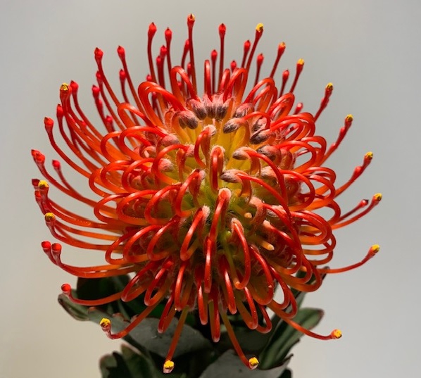 Leucospermum Ayoba Red