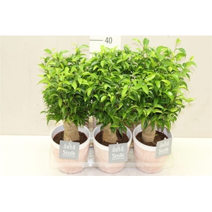 Ficus Natasja In Terracotta