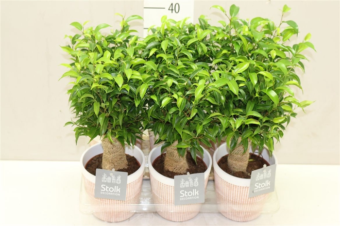 <h4>Ficus Natasja In Terracotta</h4>