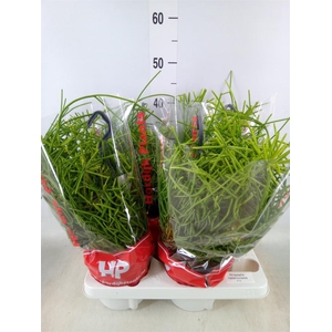 Rhipsalis heteroclada