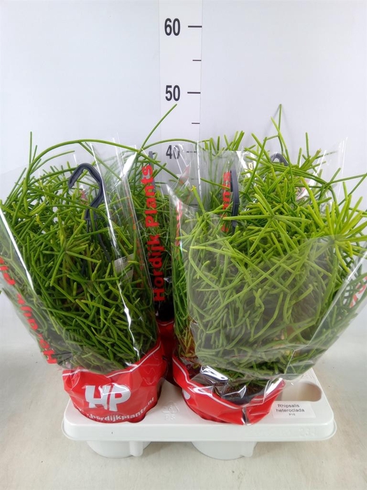 <h4>Rhipsalis heteroclada</h4>