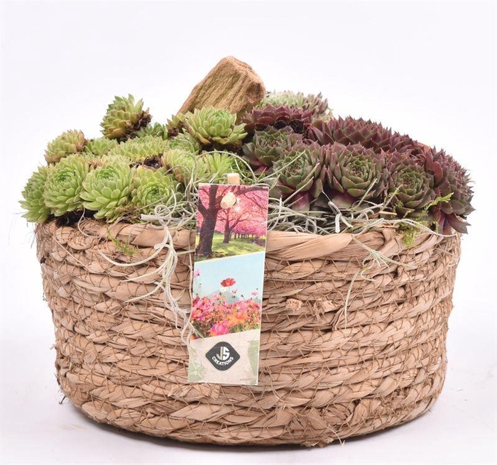 <h4>Touwmand laag 19,5cm</h4>