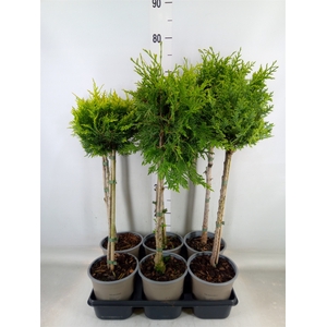 Conifers   ...mix