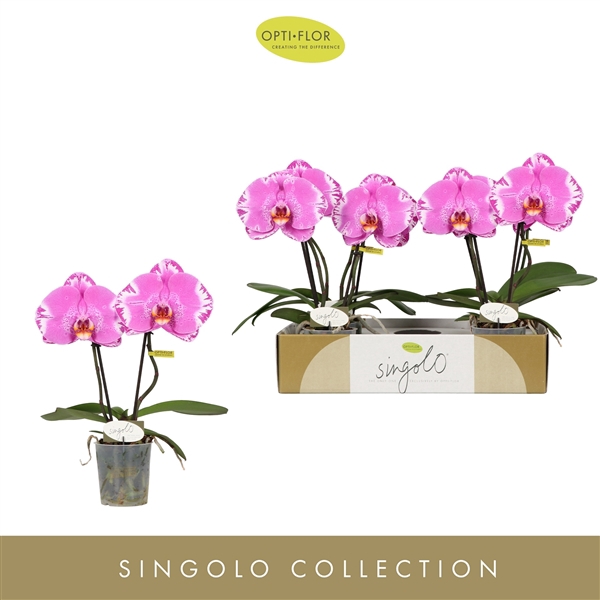 Singolo & Co Victorio