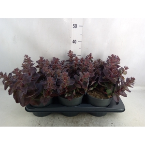 Sedum telep.