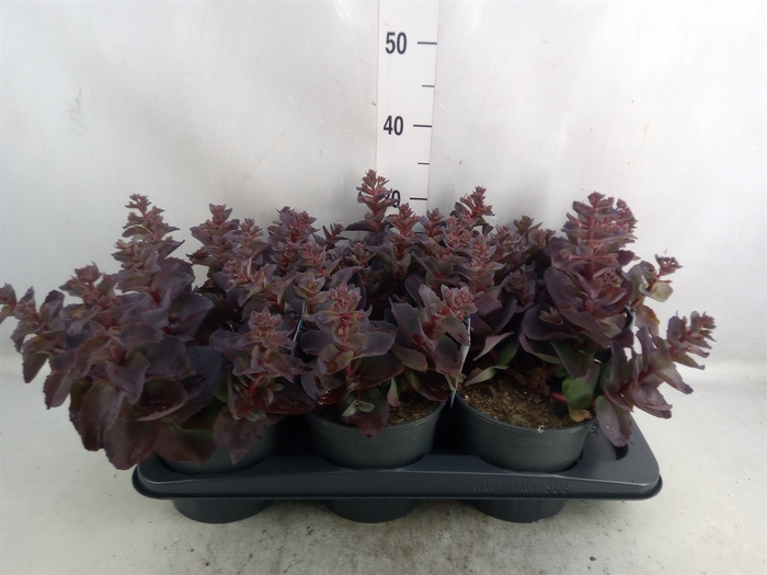 Sedum telep.