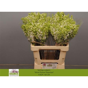 Syr V Mme Fl Stepman