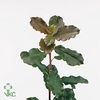 Photinia Abloom P/b