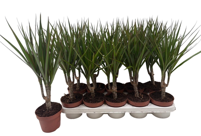 <h4>DRA MARGINATA</h4>