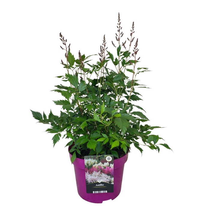 <h4>Astilbe</h4>