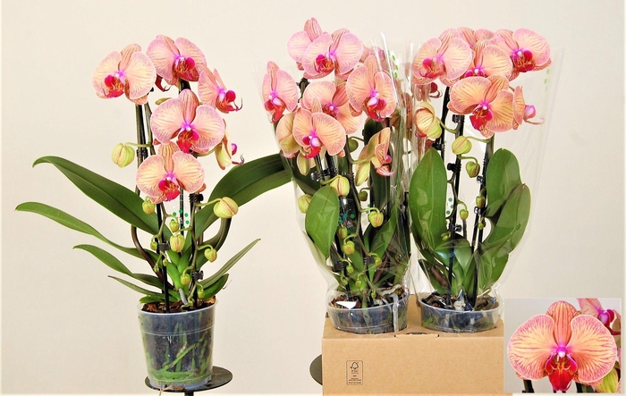 <h4>Golden Leopard 2 Tak Cascade</h4>