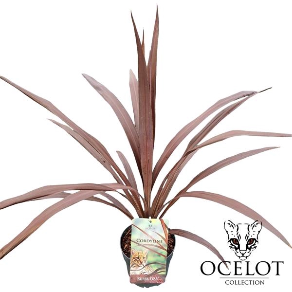 <h4>Cordyline australis 'Super Star'</h4>