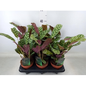 Ctenanthe burle-marxii