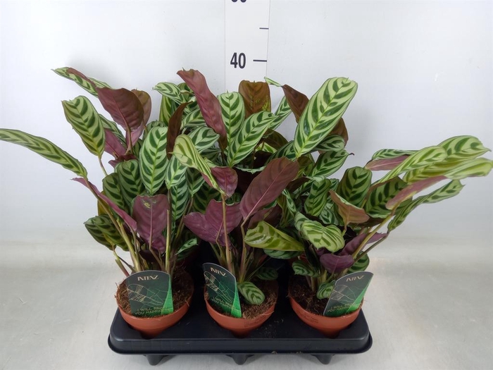 <h4>Ctenanthe burle-marxii</h4>