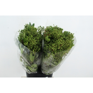 HETEROMELES