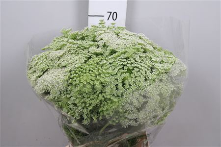 <h4>Ammi Visnaga</h4>