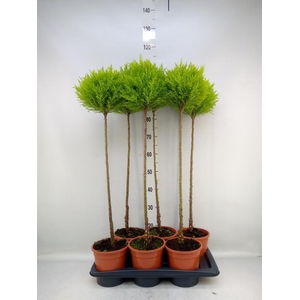 Cupressus macro. 'Goldcrest' .shape