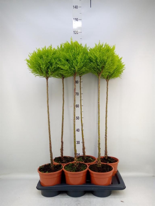 <h4>Cupressus macro. 'Goldcrest' .shape</h4>