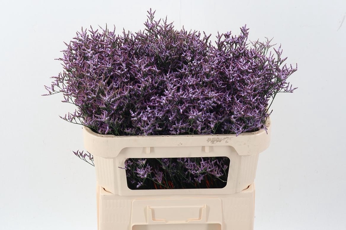 <h4>Lim Saf Lilac</h4>