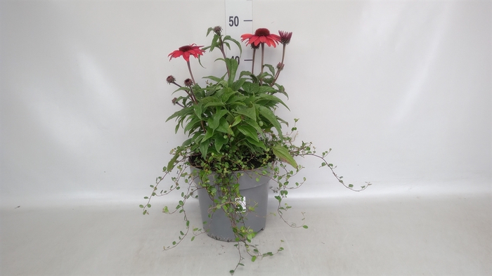 <h4>Echinacea purp.</h4>