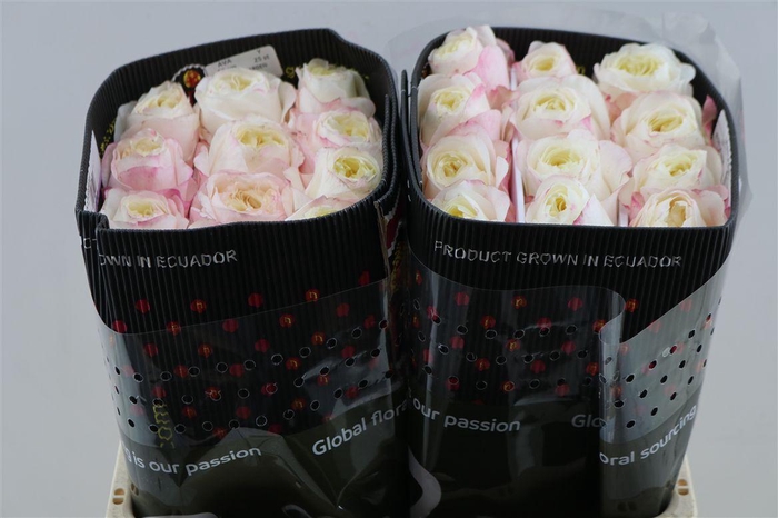 <h4>R Gr Fatima</h4>