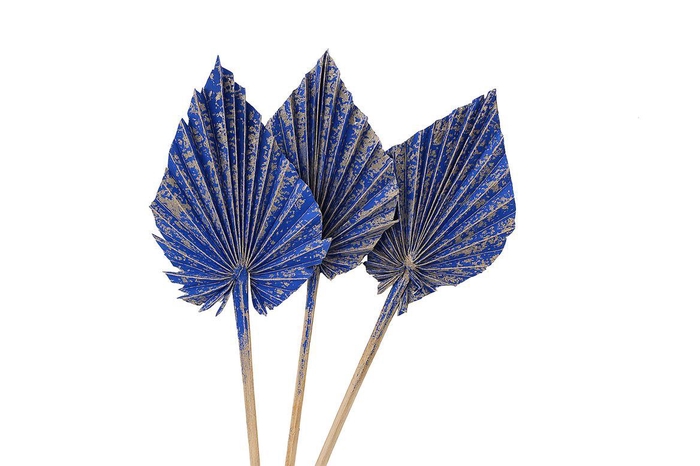 <h4>Dried Artz Palm Spear 10pc Matisse Bunch</h4>