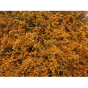 Solidago Oranje