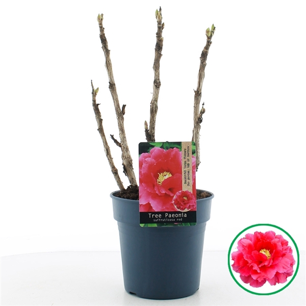 <h4>Paeonia suffruticosa Rood C3 (19cm.)</h4>