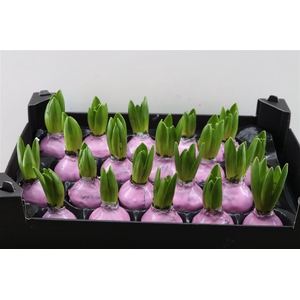 Wax Hyacinth Baby Roze