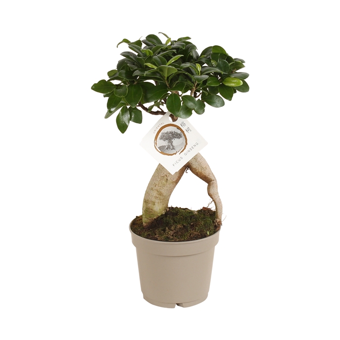 <h4>Ficus m. Ginseng pot ø12cm Carbon Free pot</h4>