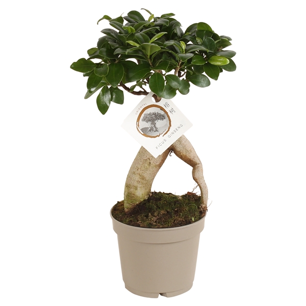 Ficus m. Ginseng pot ø12cm Carbon Free pot
