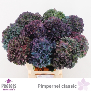 HYDR M CH PIMPERN CL