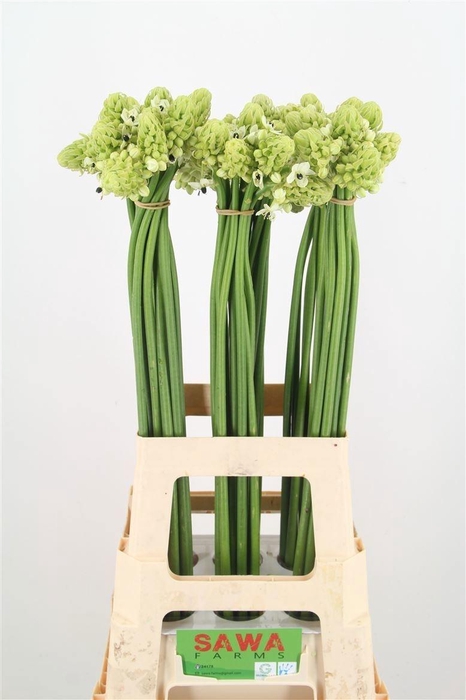 <h4>Ornit Saundersiae Import Sawa</h4>