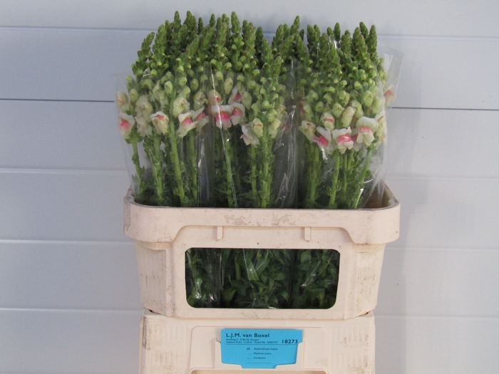 <h4>Antirrhinum Appleblossom</h4>