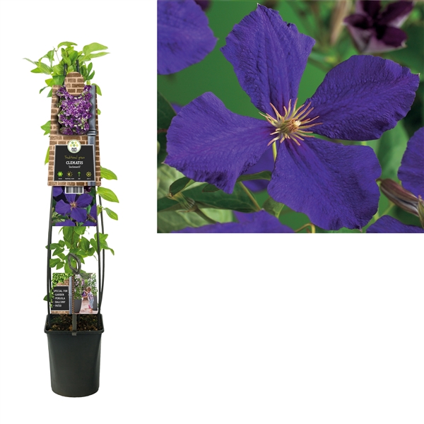 <h4>Clematis 'Jackmanii' +3.0 label</h4>