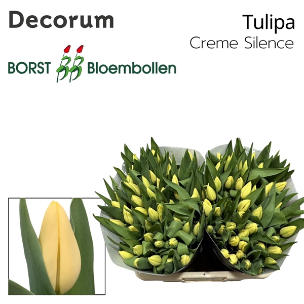 <h4>Tulipa Creme Silence</h4>