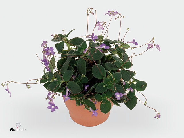 Streptocarpus saxorum