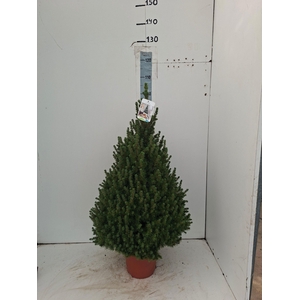 PICEA GL CONICA