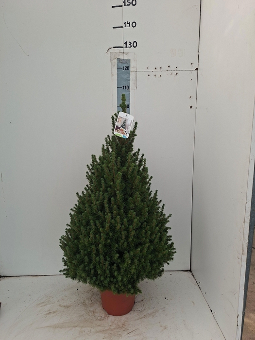 <h4>PICEA GL CONICA</h4>