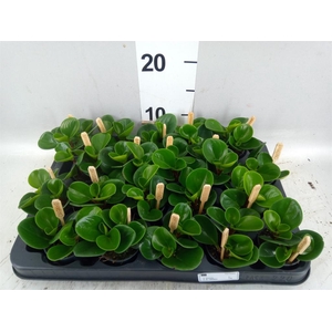 Peperomia obt. 'Green Gold'